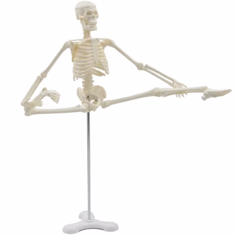 45cm Human Skeleton Anatomy Model Medical Science Anatomical Model Students Understand Human Structure Anatomical Demonstration
