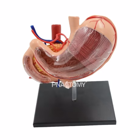 4D Detachable Stomach Model Removable Human Organs Anatomical Model Educational Equipment Medical Sciences Digestive System
