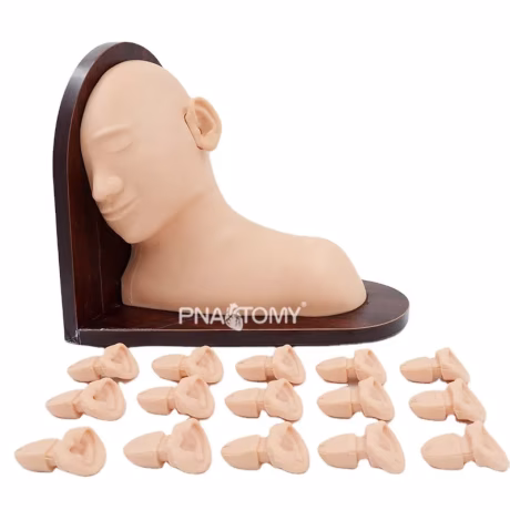 Advanced Ear Inspection Simulator Human Head Manikin Anatomical Model Teaching Resources Medical Science Educational Equipment