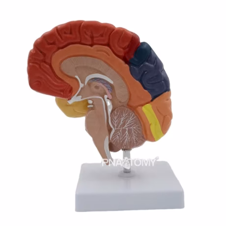 Colored Right Brian Model Human Anatomical Model Medical Sciences Educational Equipment Teaching Resources Functional Brian