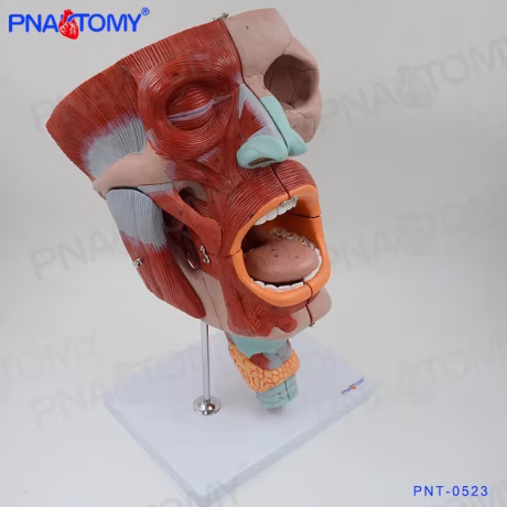 Enlarged Muscular Human Head Anatomical Model Medical Science Medical School Picture 45*28*27cm PNT-0523 PNATOMY CN;JIA 4000g