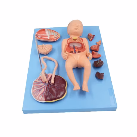 Fetus with Viscus and Placenta Model 11 Parts Natural Size Baby Birth Anatomical Model Educational Equipment Medical Sciences