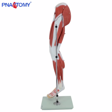 Human Leg Muscle Model PNT-0332 Medical Science Anatomical Model Medical School Anatomical Demonstration Picture 35*28*114cm