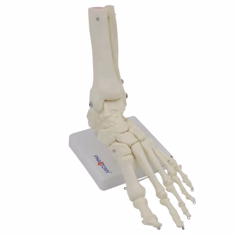 Human Podarthrum Skeleton Medical Model Foot Joint Foot Bone Model PNT-0109F Natural Size Medical Science Picture 23*18*9 Cm