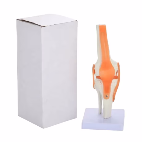 Life Size Flexible Human Knee Model Skeleton Anatomy Medical Science Anatomical Model Picture 28*11*11cm Advanced PVC PNT-0202