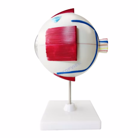 LTB-M eye model ophthalmology Human eye model medical science education anatomical eyeball model 6X
