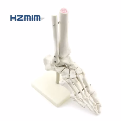 Medical science plastic Foot Model, Foot Joint Skeleton Model