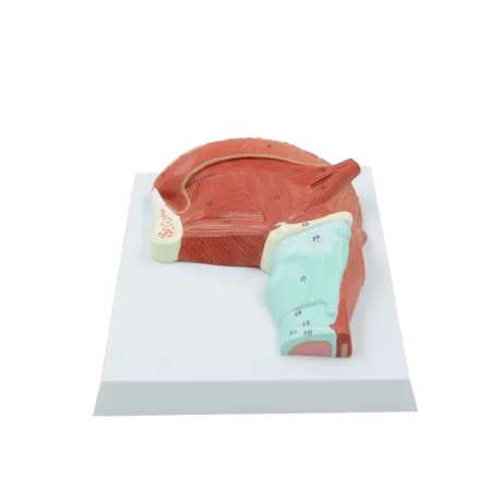 Muscles of Tongue and Throat Model Human Anatomical Model Educational Equipment Medical Sciences Tongue Muscle Model