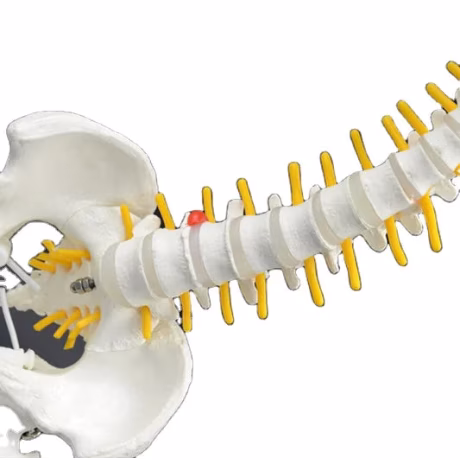 Plastic Medical Flexible Spine Model Medical Science Anatomical Model Picture with Femur and Base Advanced PVC PNT-0126 PNATOMY