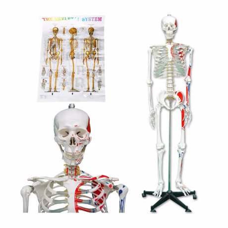 PNT-0102 170cm Scientific Human Muscle Skeleton Model Medical Science Anatomical Model Picture Advanced PVC PNATOMY CN;JIA 175cm