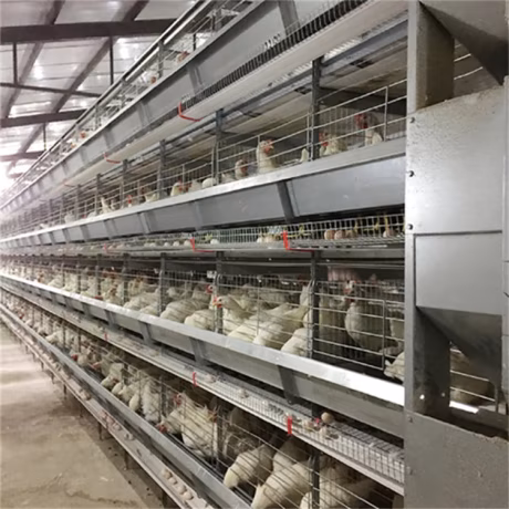100000 Automatic H Type Laying Hens Galvanized Wire Chicken Layer Cage Poultry Farming In Kenya